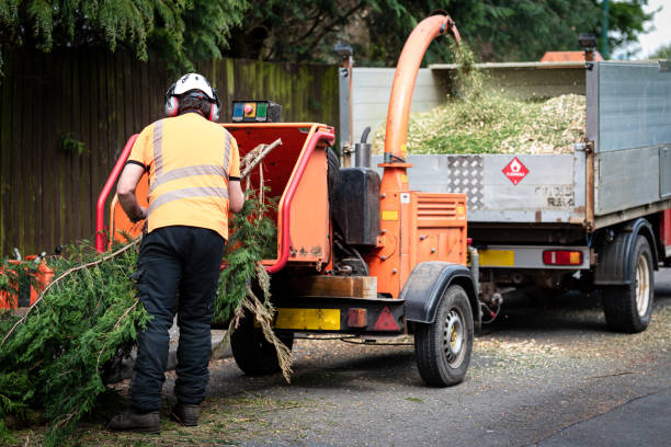 Best Stump Grinding Near Me  in Williamston, SC